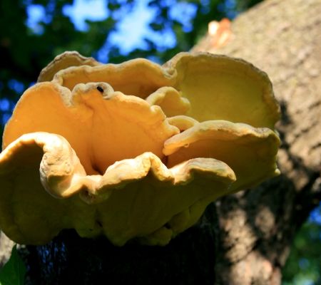 Laetiporus sulphureus